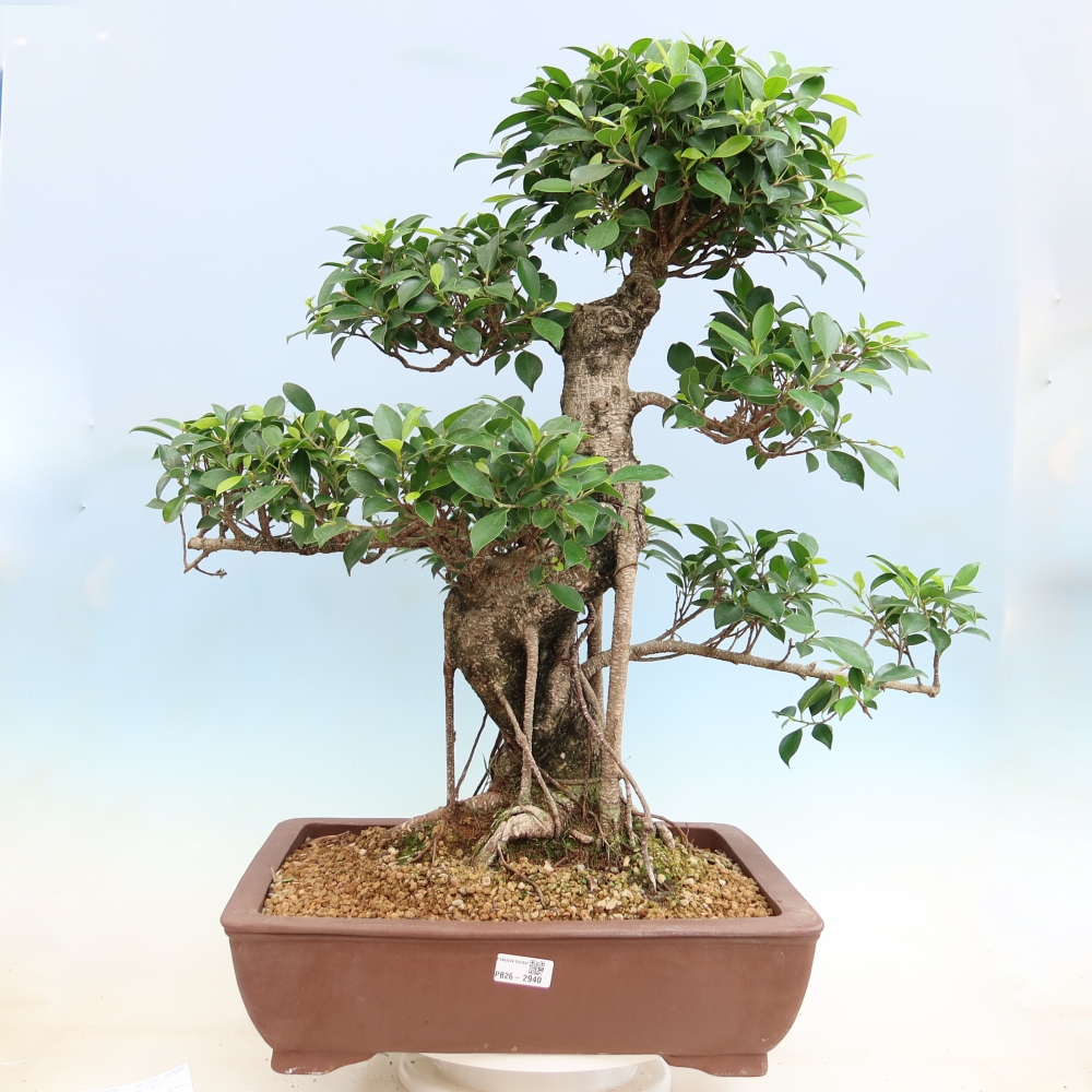 Izbové bonsaje - Ficus kimmen - drobnolistý fikus
