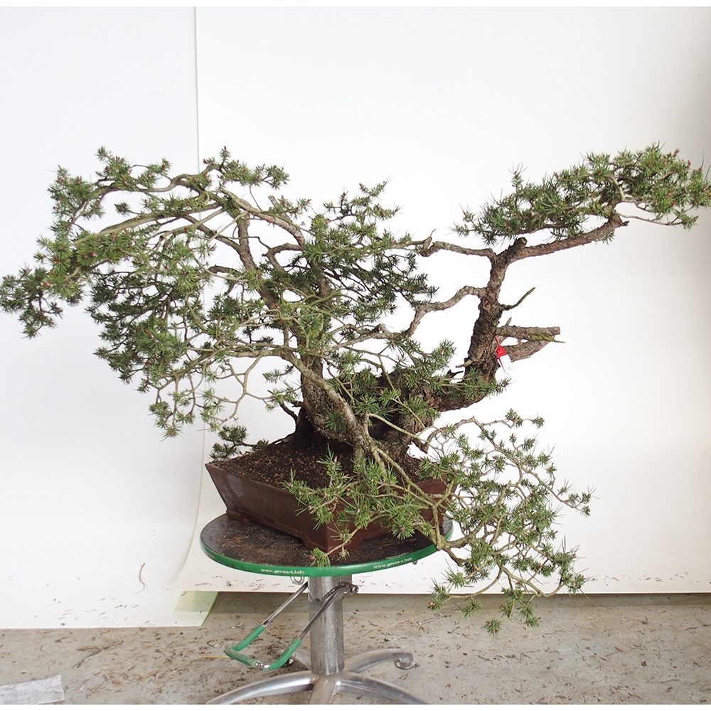 Yamadori - Pinus sylvestris Španielsko