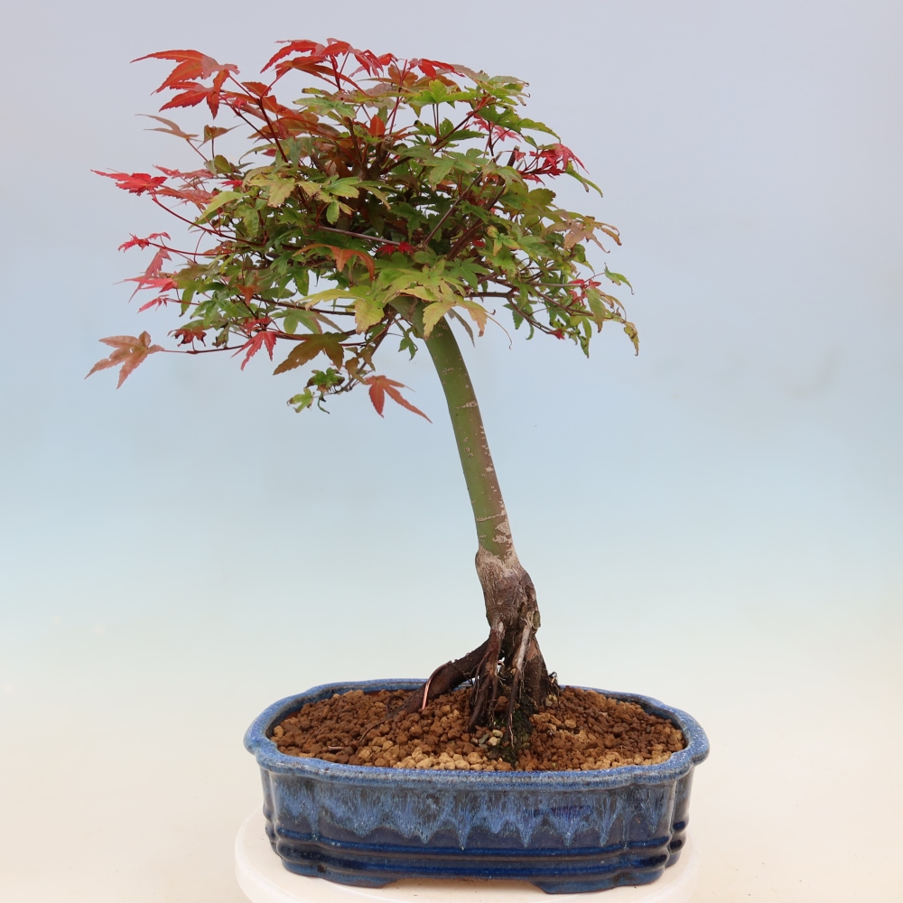 Javor poľný - Acer palmatum Beni Tsukasa