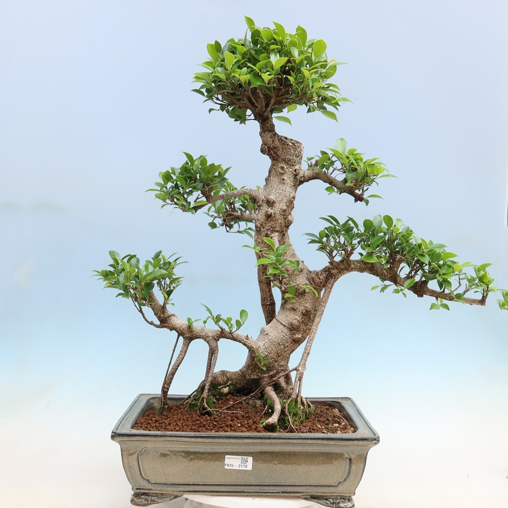 Izbové bonsaje - Ficus kimmen - drobnolistý fikus