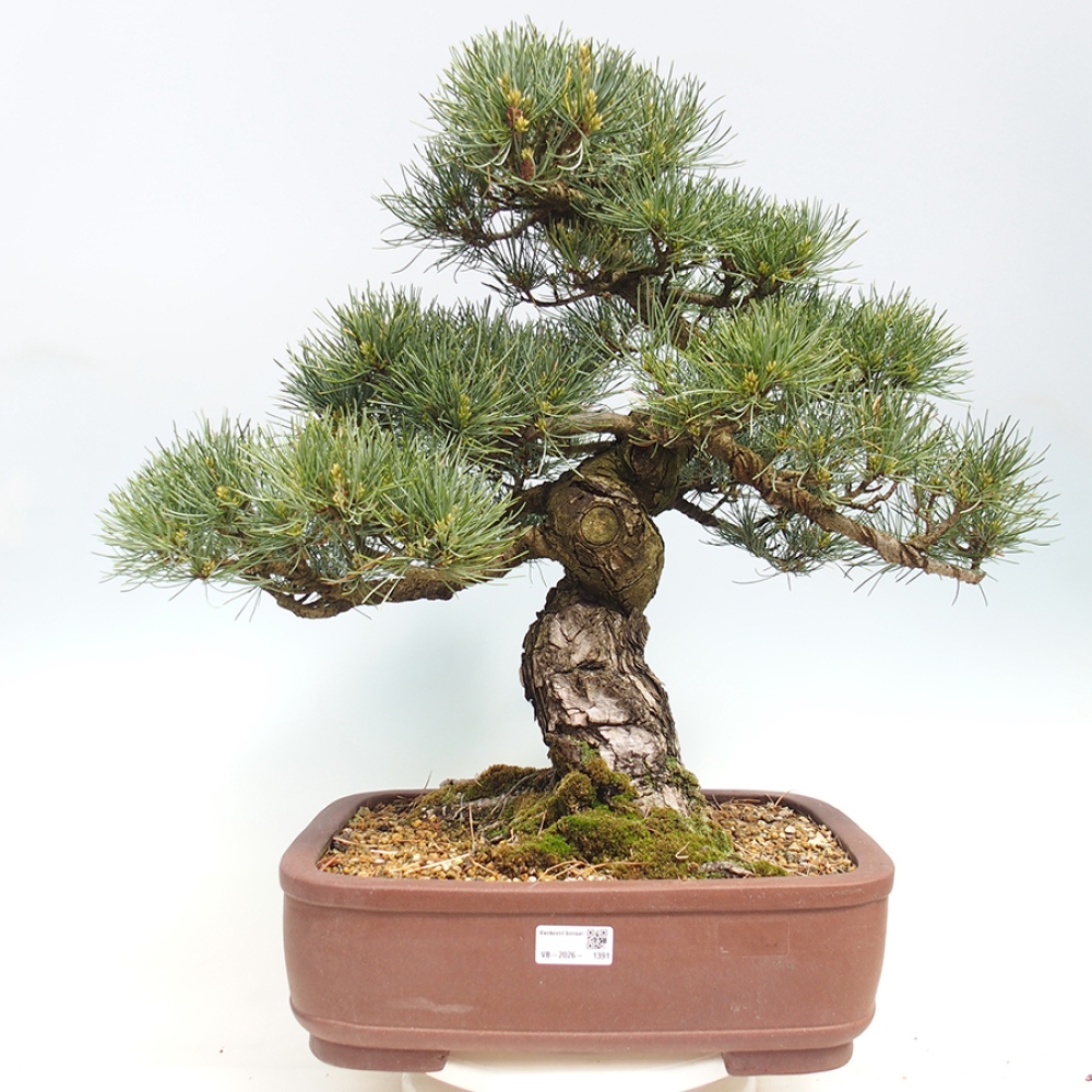 Vonkajšie bonsaje - Pinus parviflora - Pinus parviflora