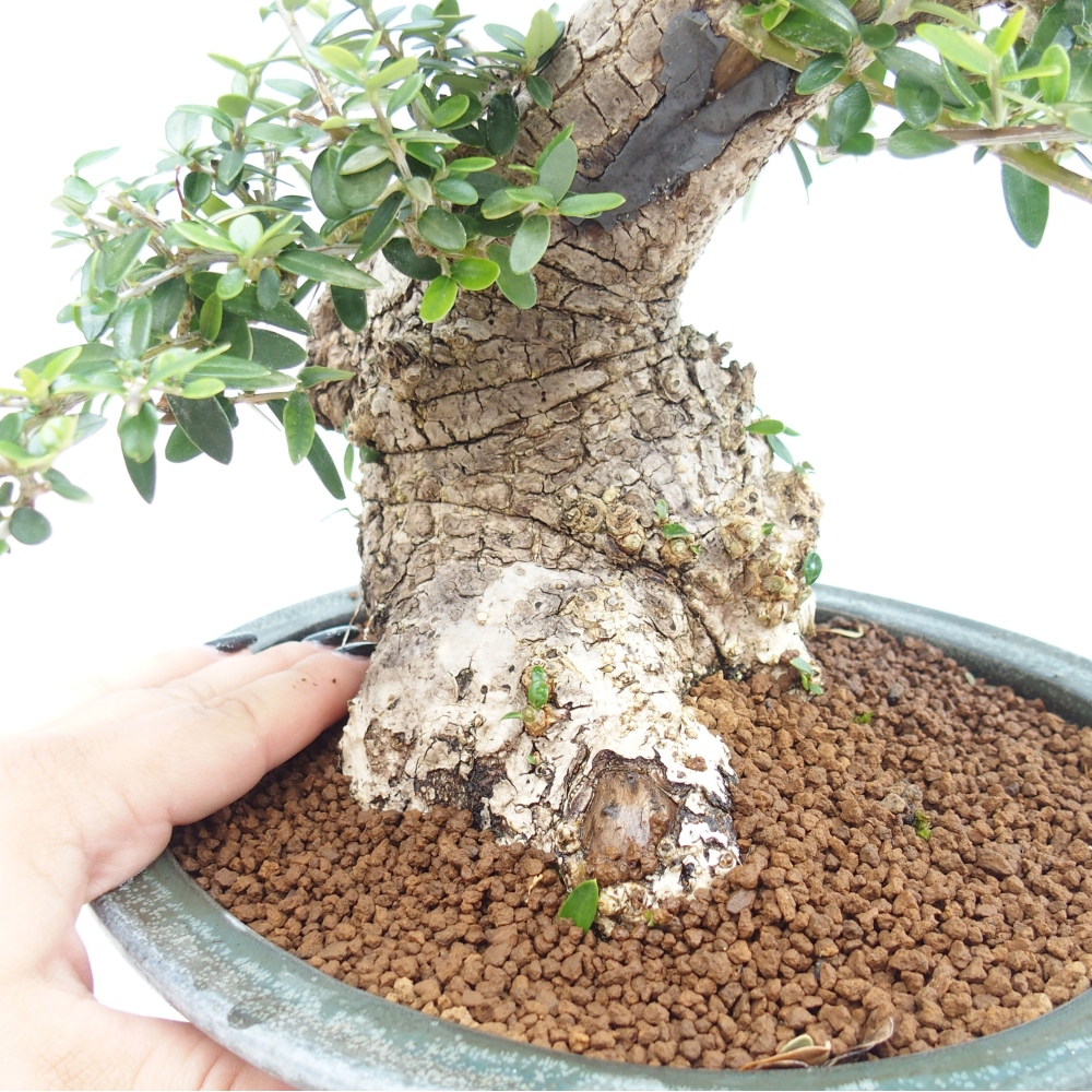 Izbová bonsai - Olea europaea sylvestris -Oliva evropská drobnolistá