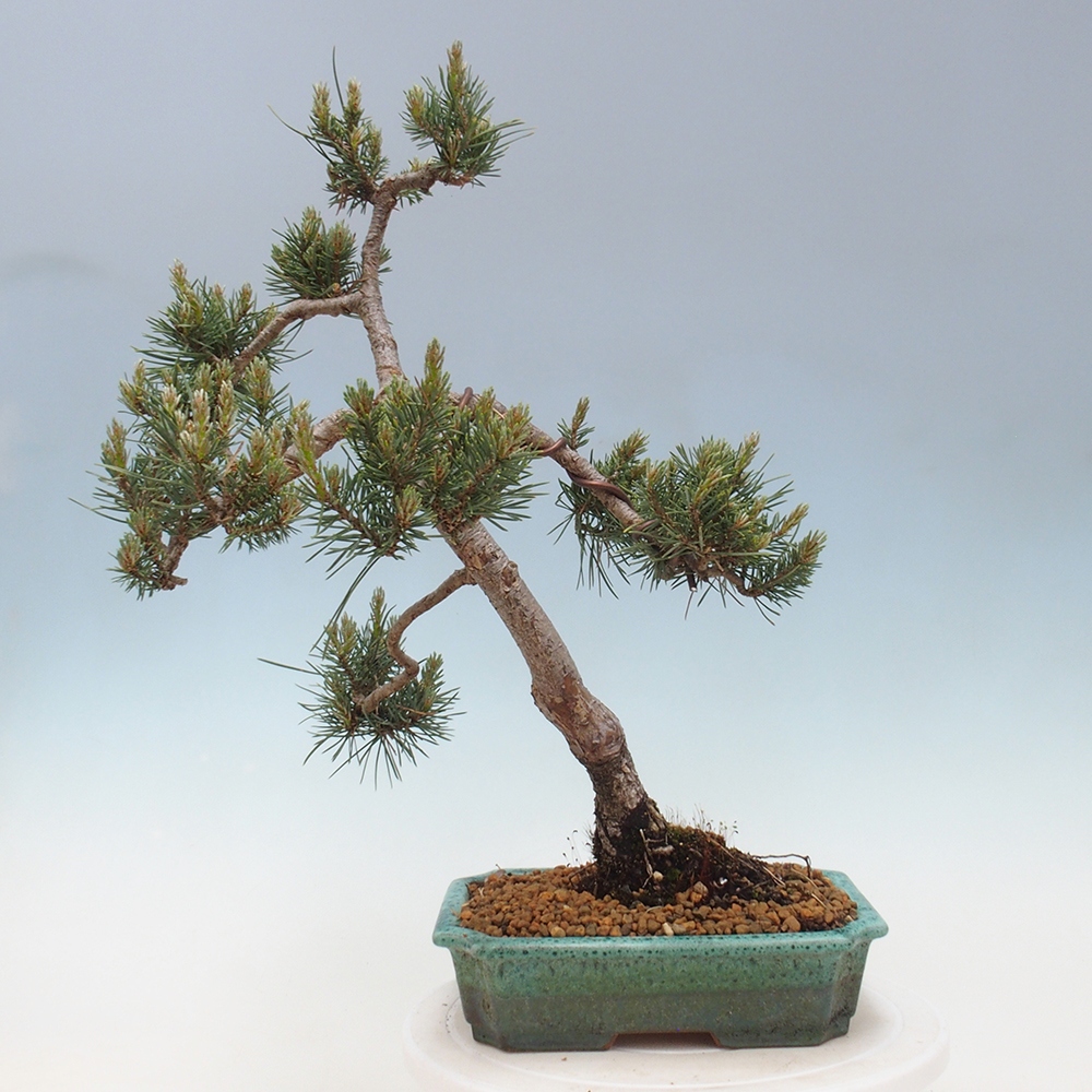 Vonkajšie bonsai - Pinus Sylvestris - Borovica lesná