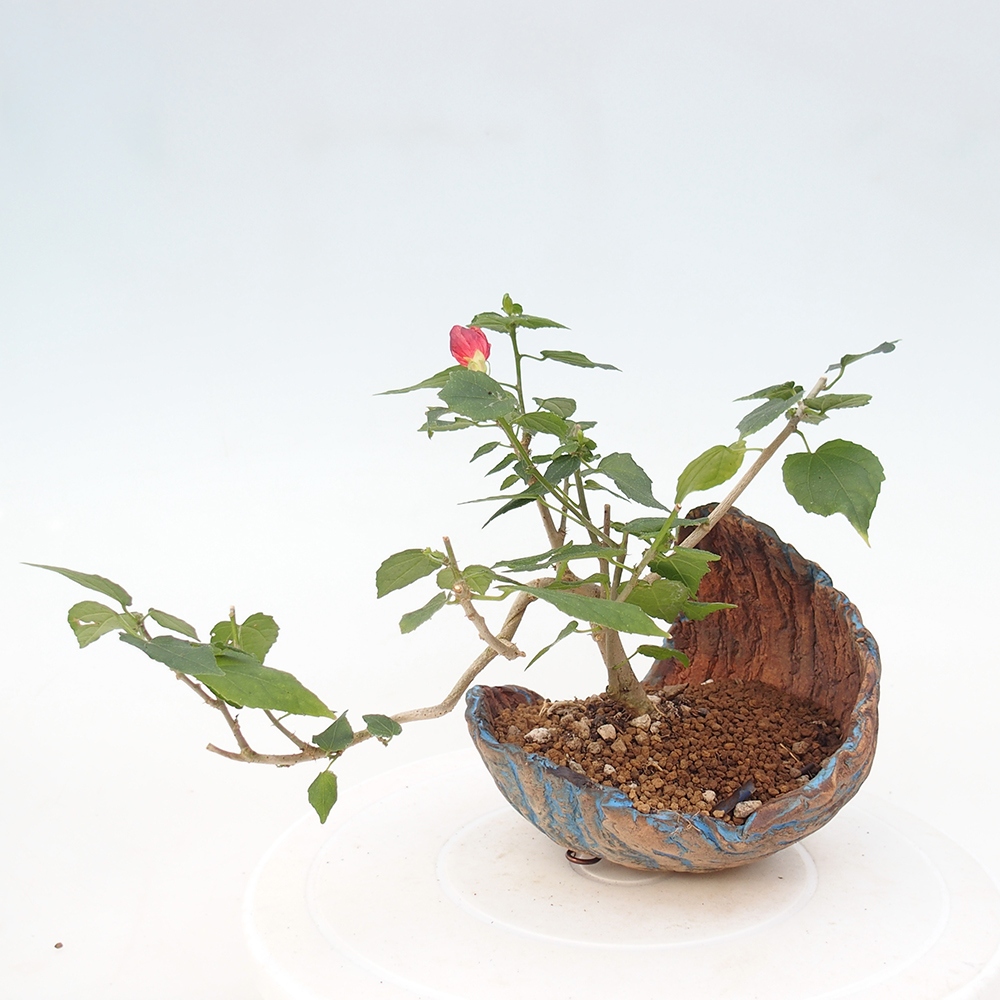 Izbový bonsaj - Malvaviscus arboreus