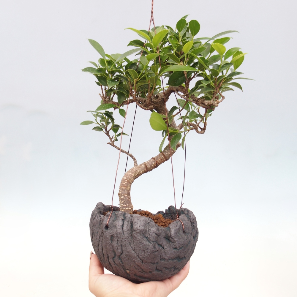 Kokedama v keramike - malolistý ficus - Ficus kimmen