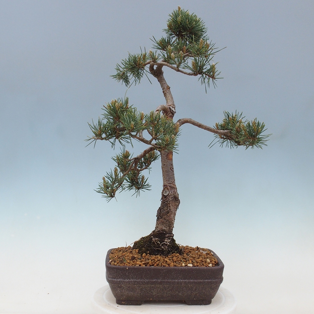 Vonkajšie bonsai - Pinus Sylvestris - Borovica lesná