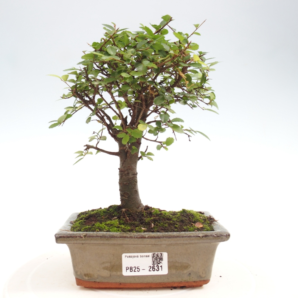Izbová bonsai - Ulmus parvifolia - malolistá brest