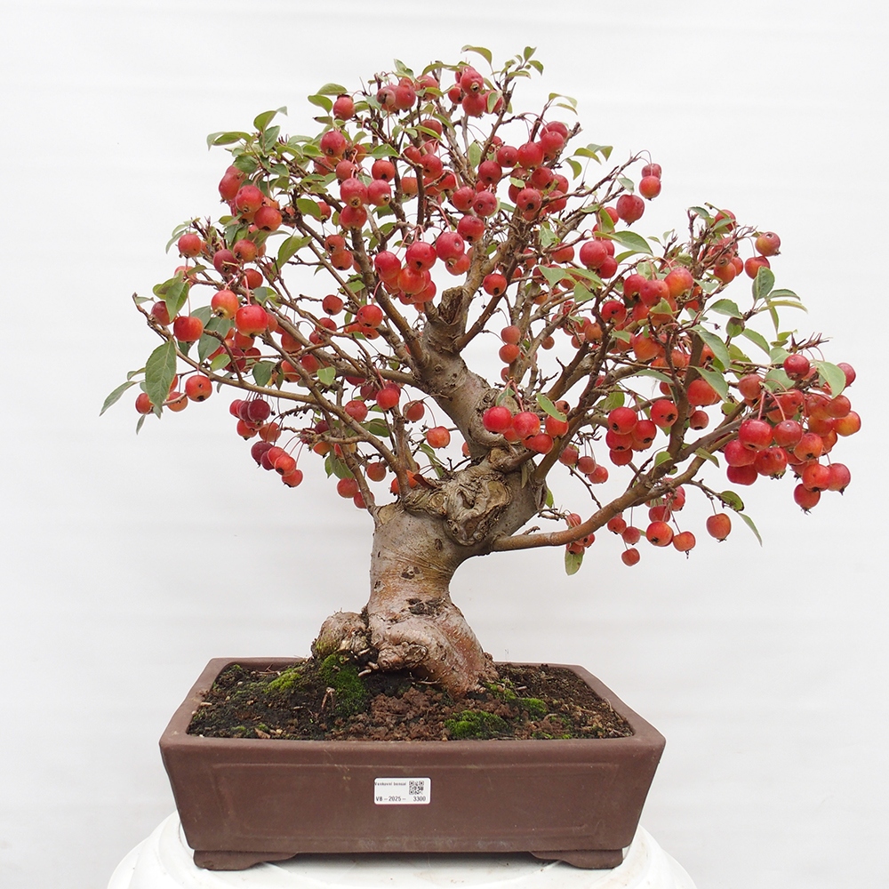 Vonkajší bonsai -Malus halliana - Maloplodá jabloň