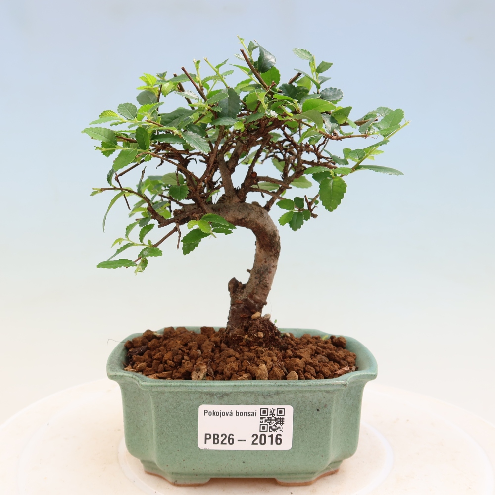 Izbový bonsaj - Ulmus parvifolia - brest malolistý