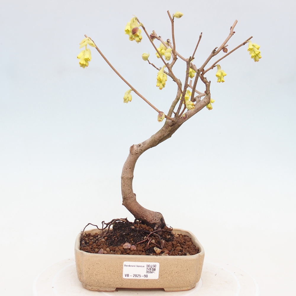 Vonkajší bonsai - Lieskovec - Corylopsis Spicata