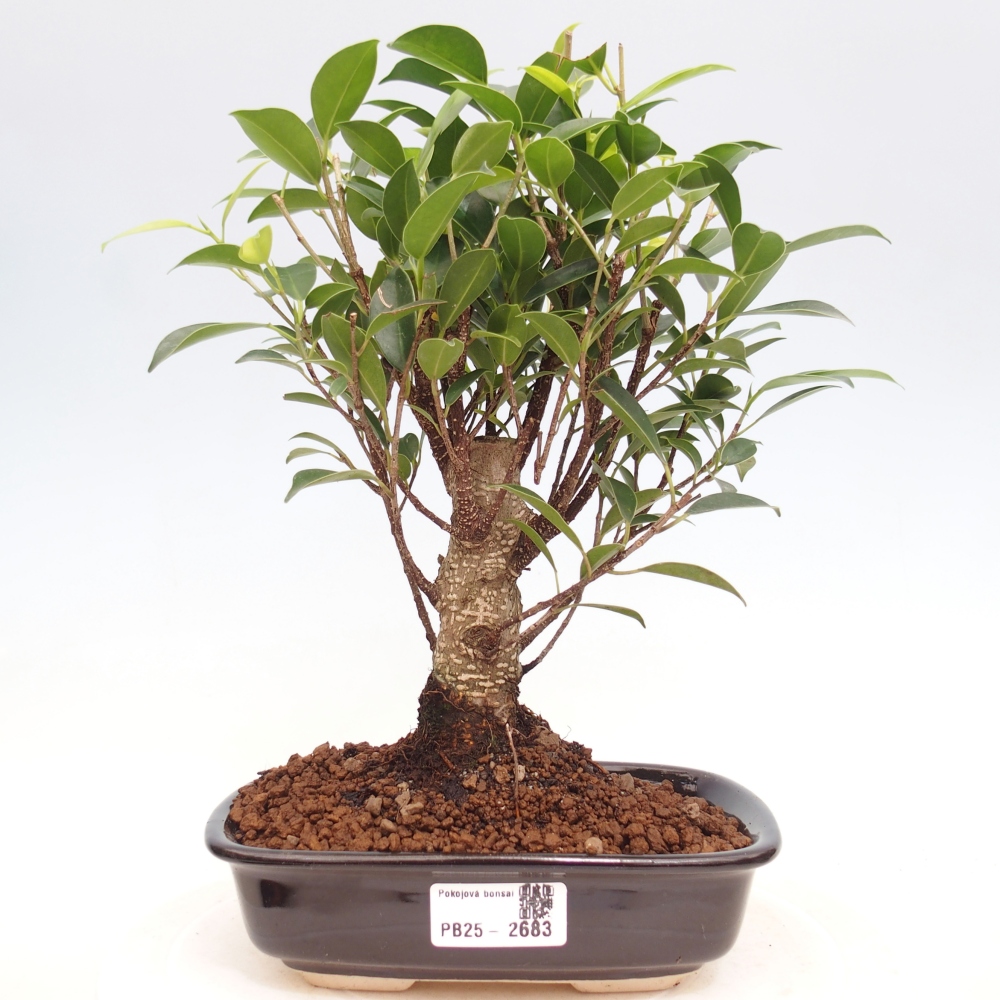 Izbová bonsai - Ficus retusa - malolistá fikus