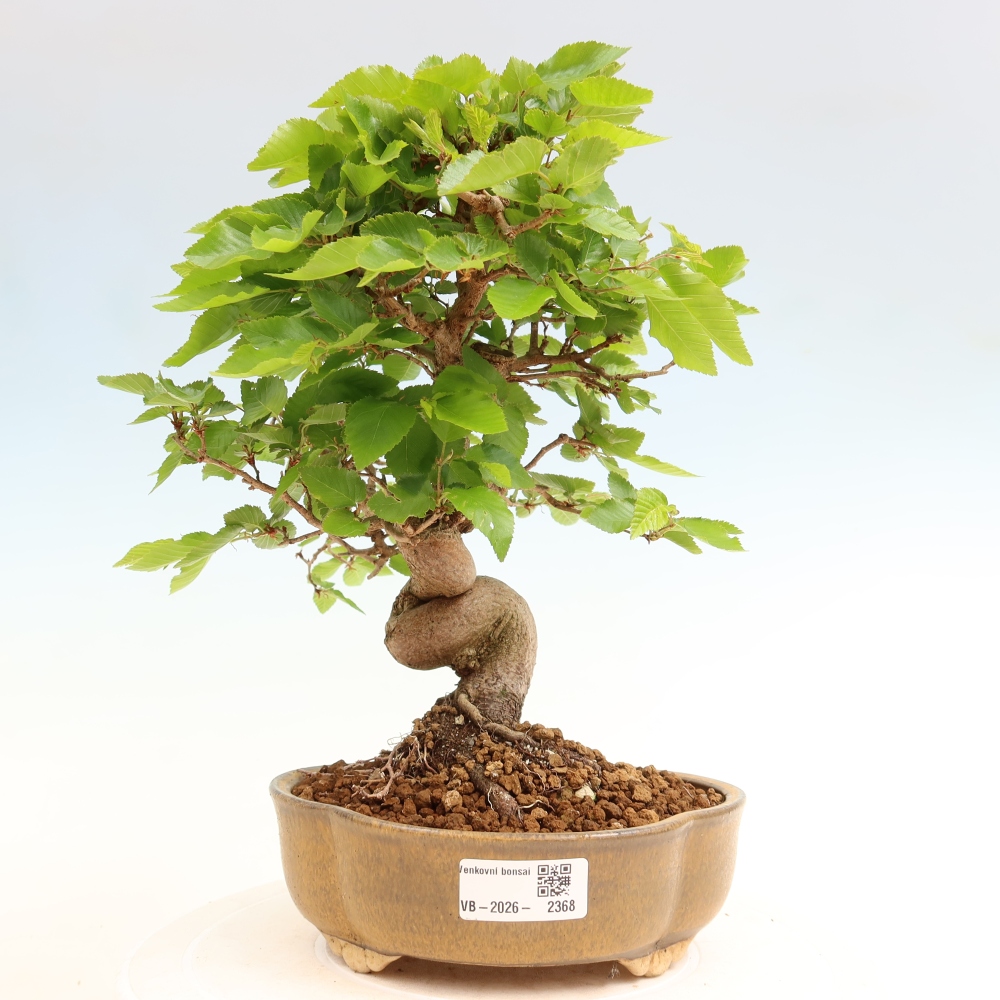 Vonkajší bonsaj -Carpinus coreana - Hrab kórejský