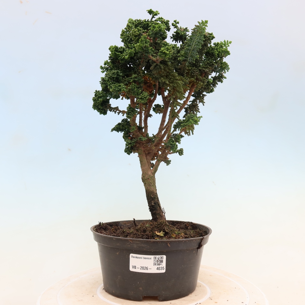 Vonkajší bonsaj - Cham. obtusa SEKKA HINOKI - Cypruštek