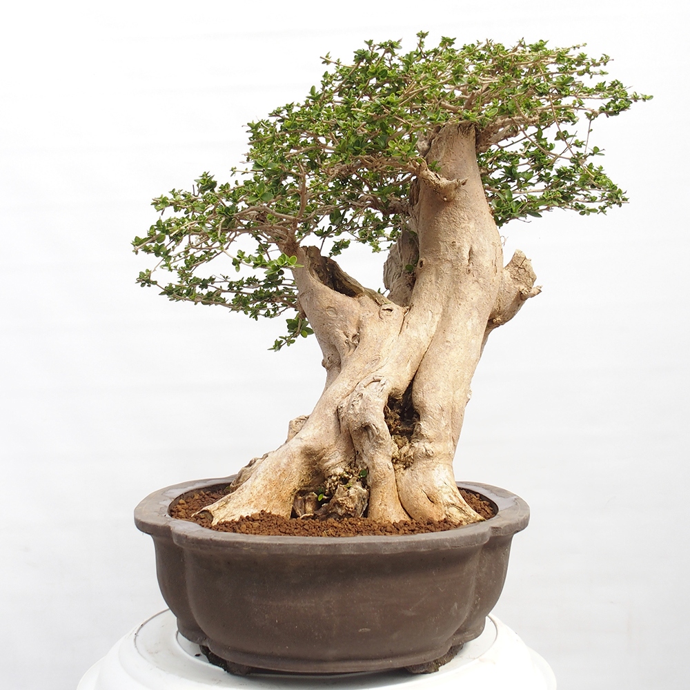 Izbová bonsai - Premna serratifolia - Kozlovoň malolistá