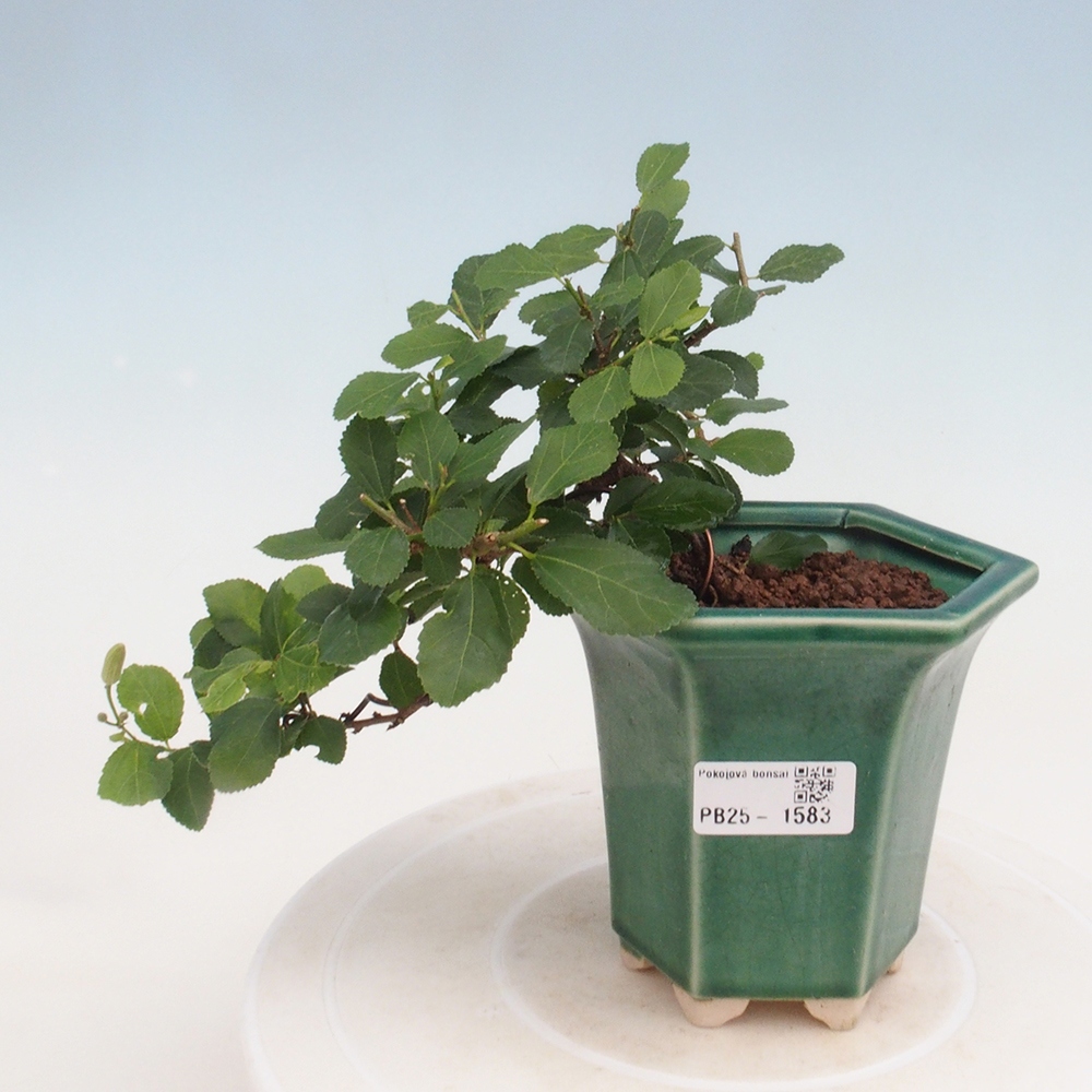 Izbová bonsai - Grewia occidentalis - Hviezdica levanduľová