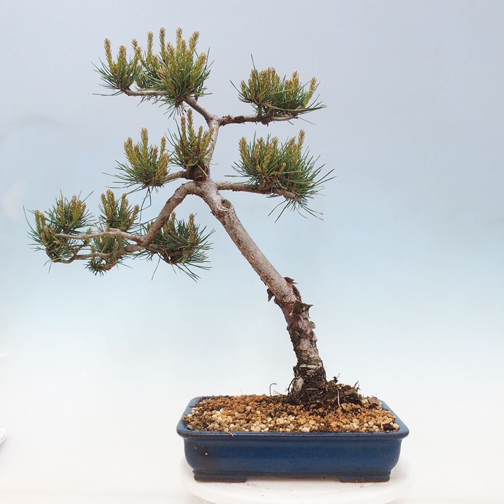 Vonkajšie bonsai - Pinus Sylvestris - Borovica lesná
