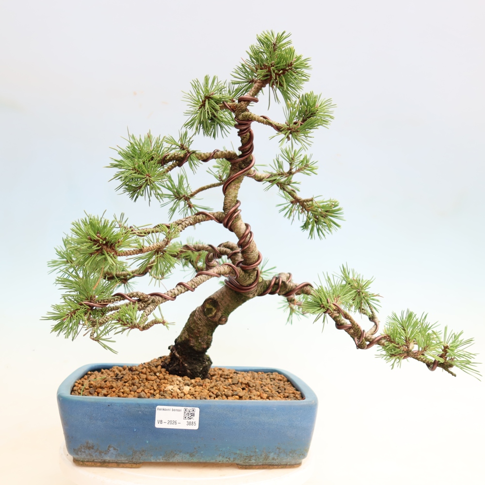 Vonkajšie bonsaje – Pinus mugo Humpy – borovica krivá
