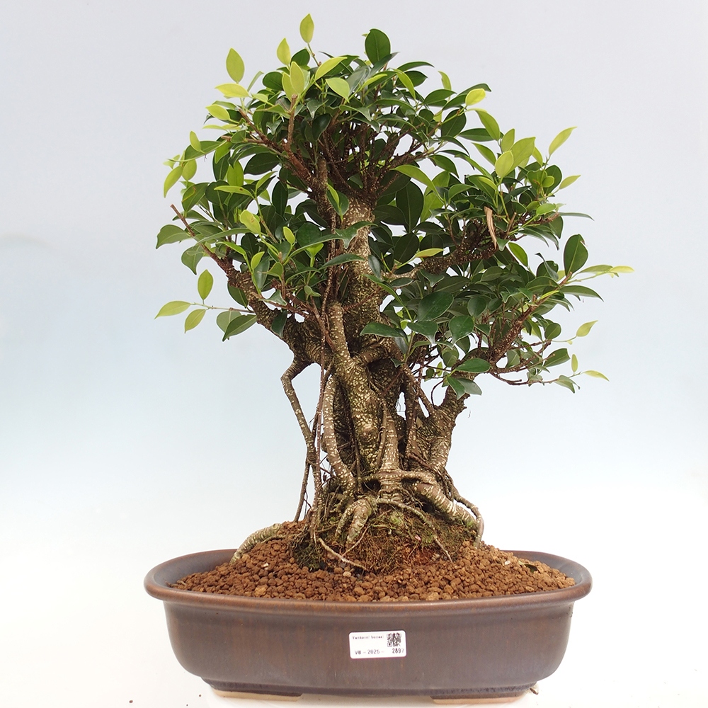 Izbový bonsaj - Ficus kimmen - drobnolistý fikus - len osobný odber alebo preprava na paletách