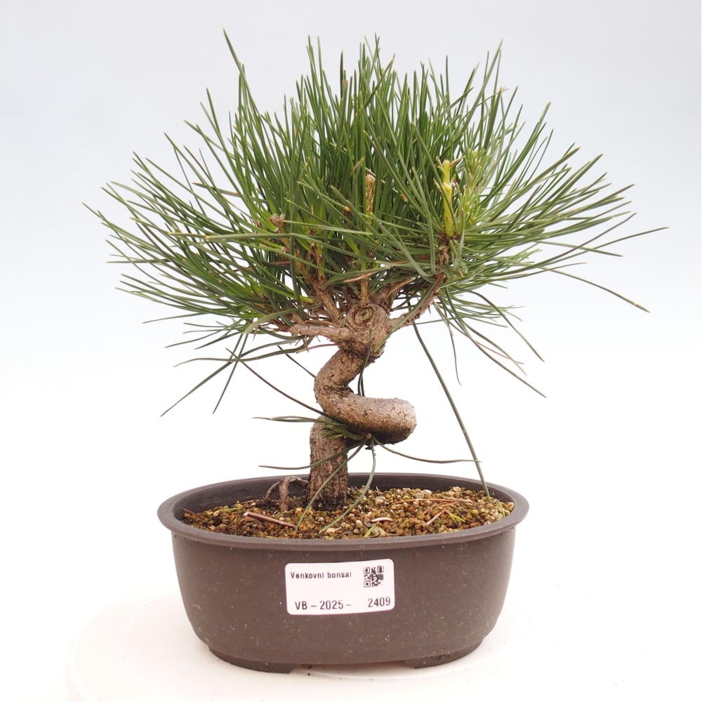 Vonkajší bonsai - Pinus thunbergii - Borovica thunbergova