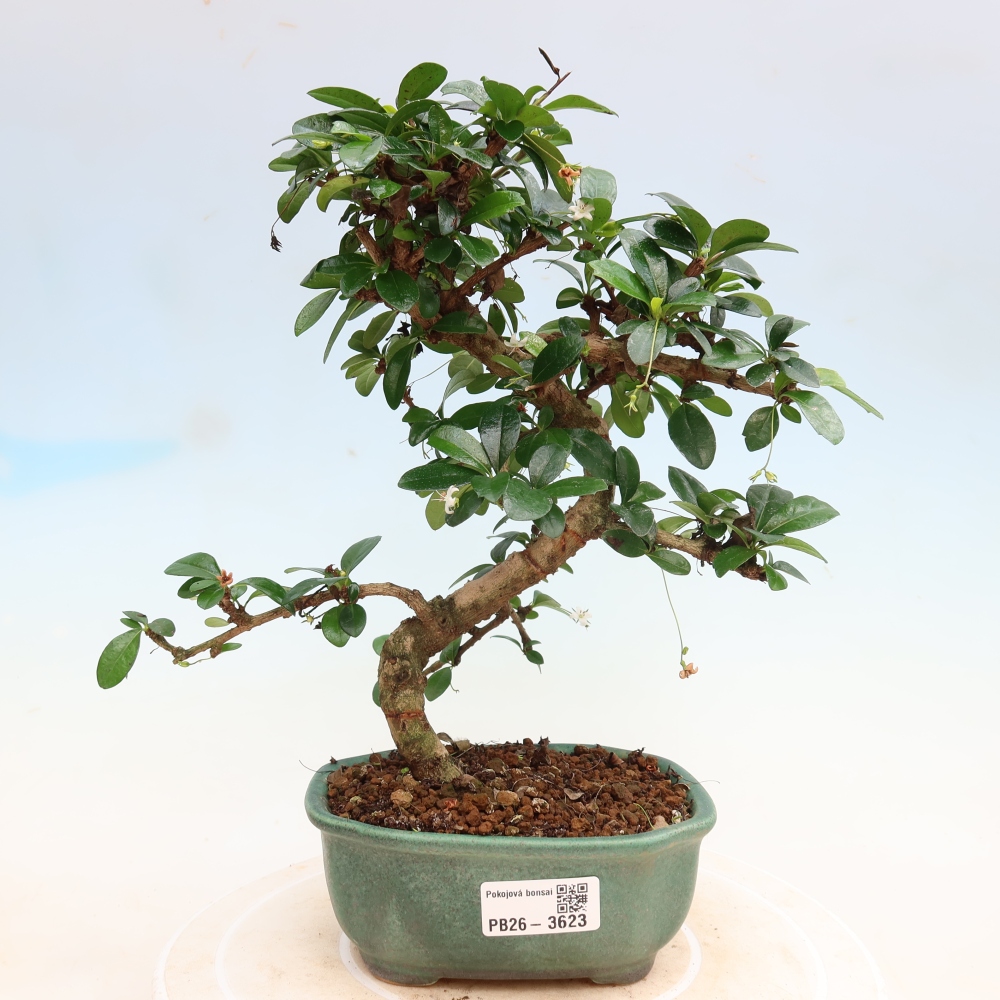 Izbové bonsaje - Carmona macrophylla - Tea fuki