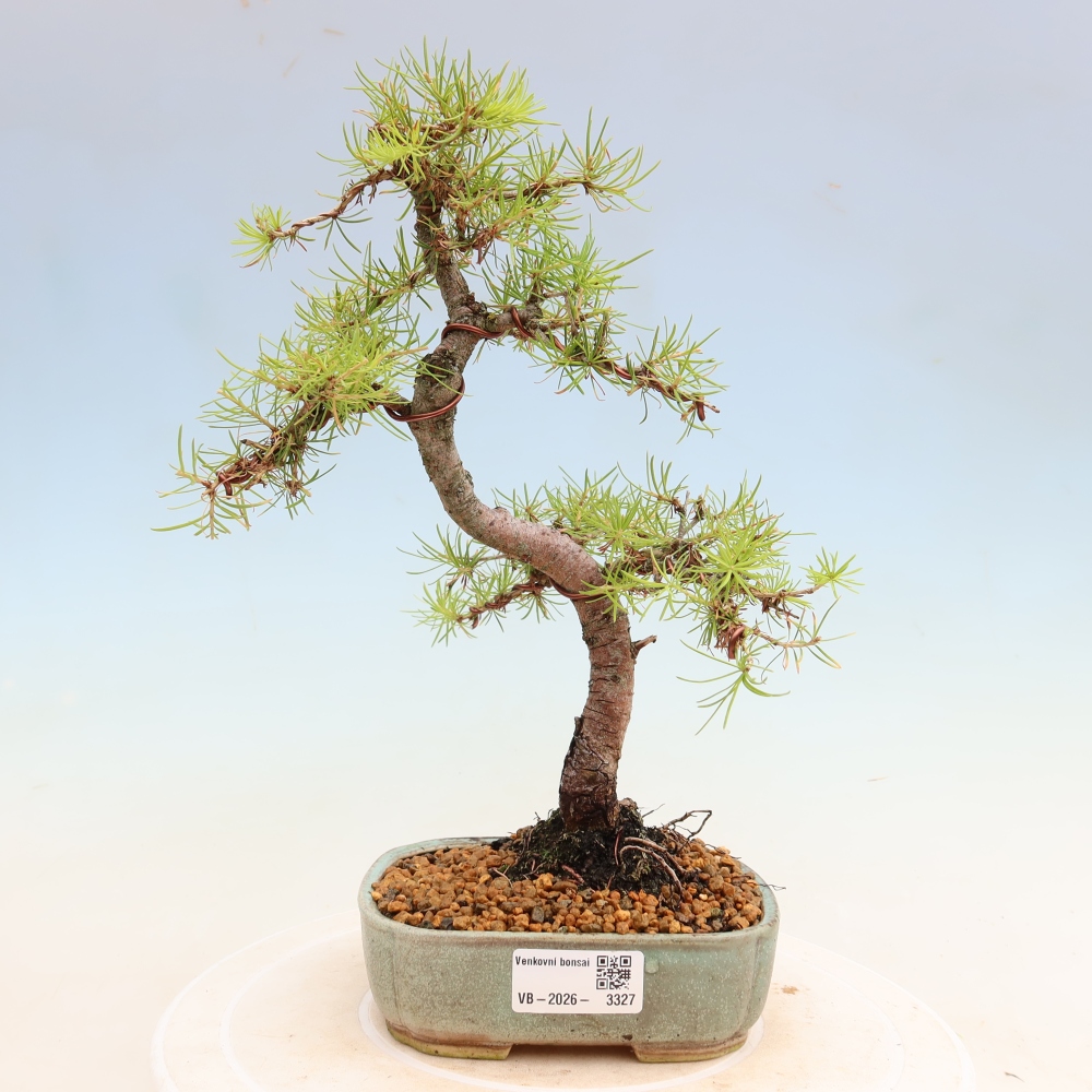 Vonkajšie bonsaje -Larix decidua - Smrekovec