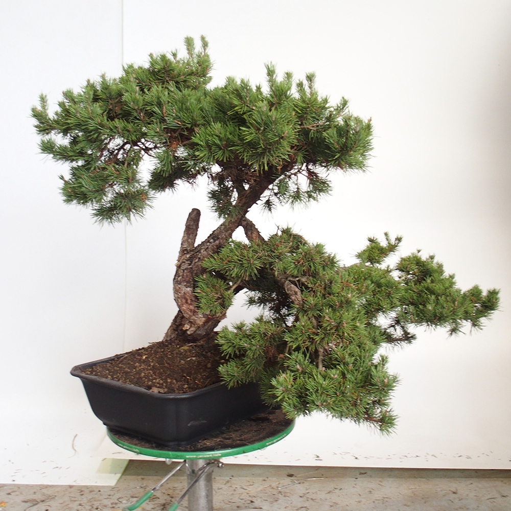 Yamadori - Pinus sylvestris Španielsko