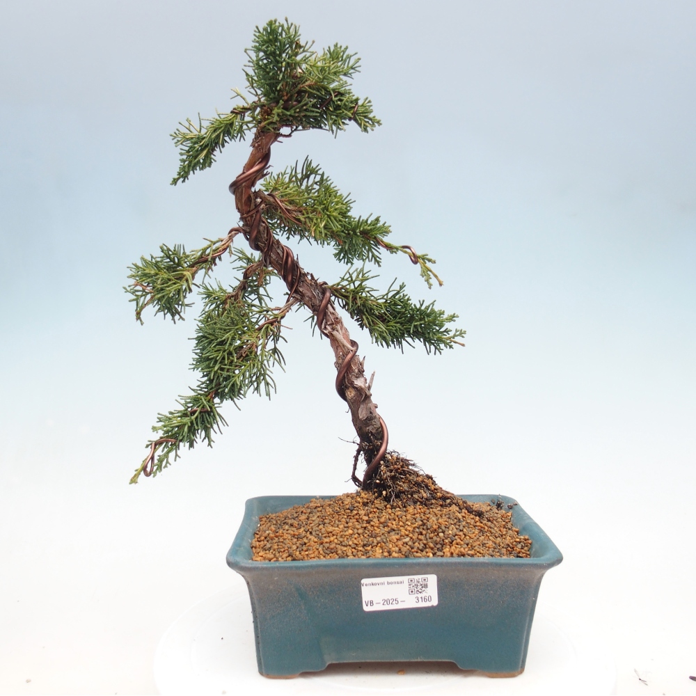 Vonkajšie bonsai - Juniperus chinensis Kishu -Jalovec čínsky