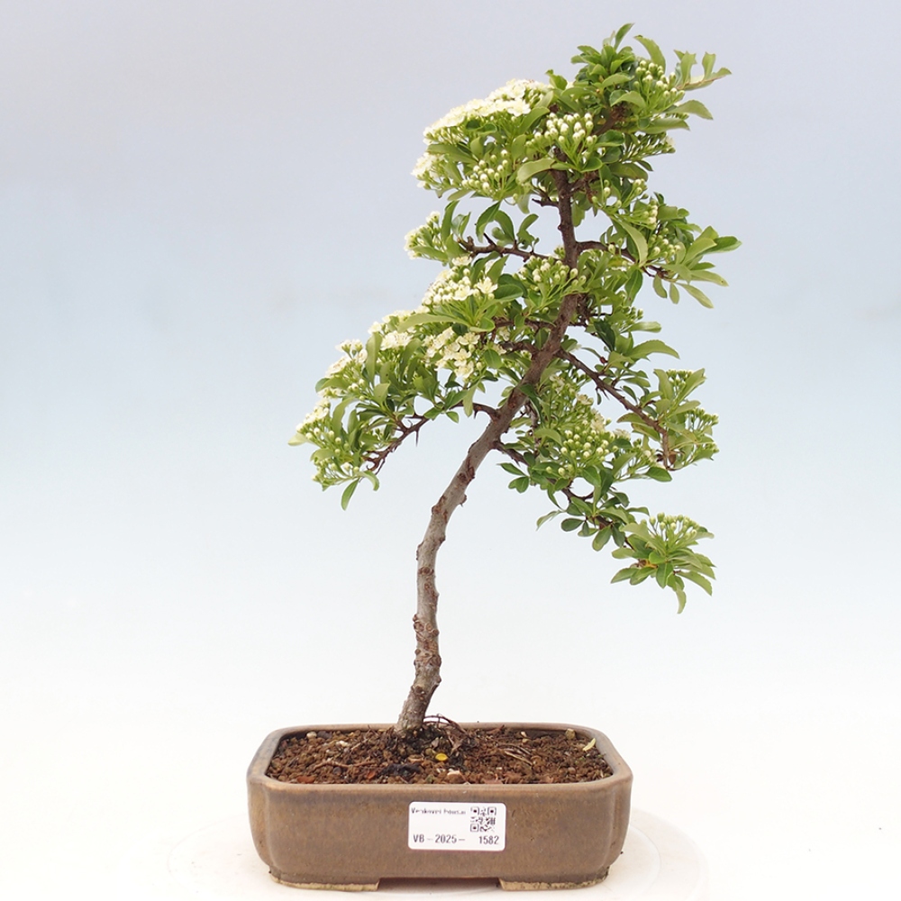 Vonkajšia bonsai-Pyracanta Teton -Hlohyně
