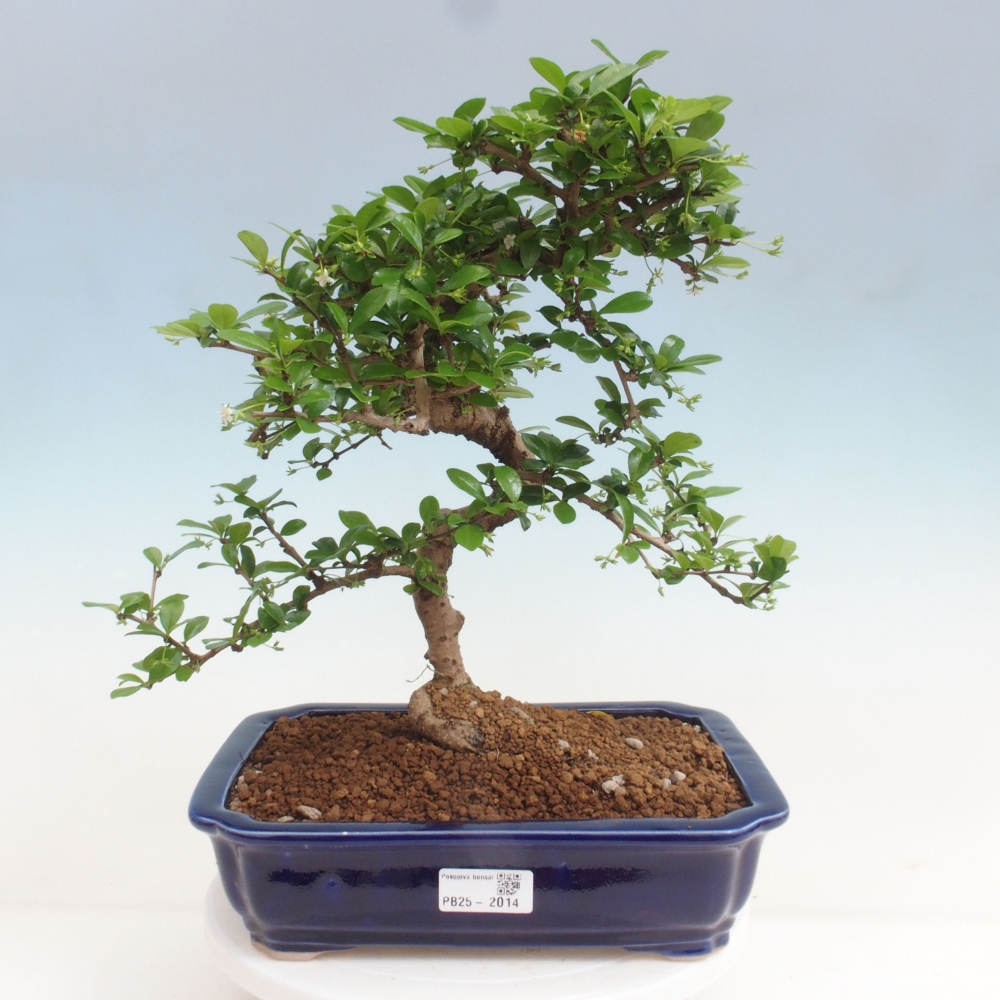 Izbová bonsai - Carmona macrophylla - Čaj fuki