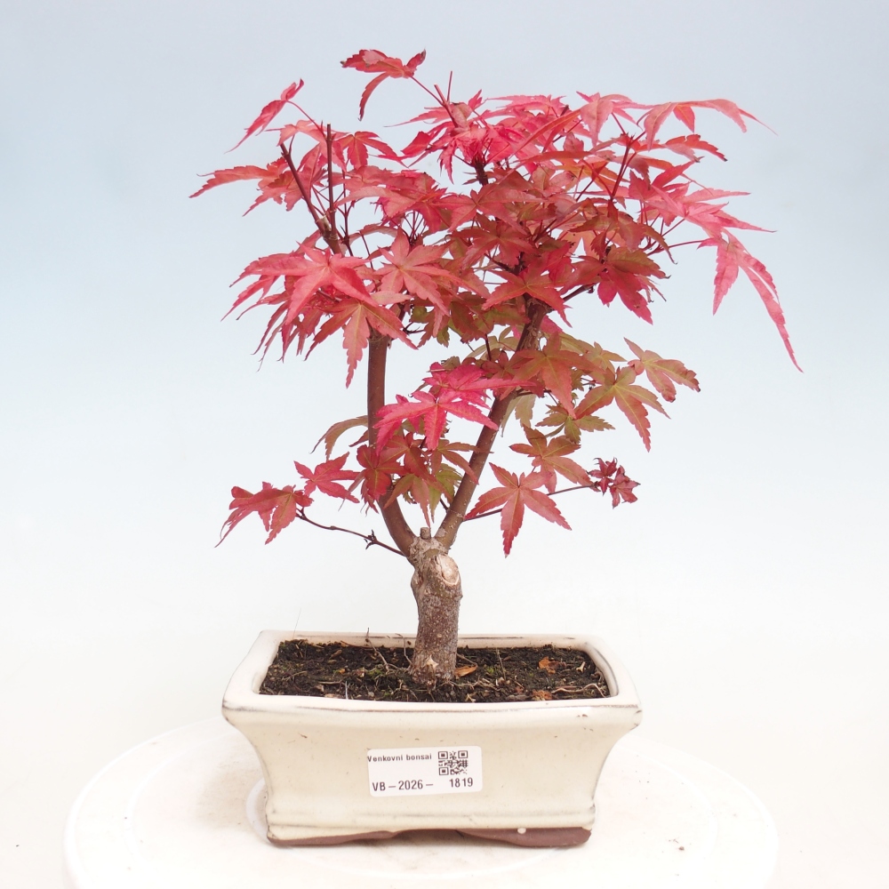 Vonkajší bonsaj - Acer palmatum DESHOJO