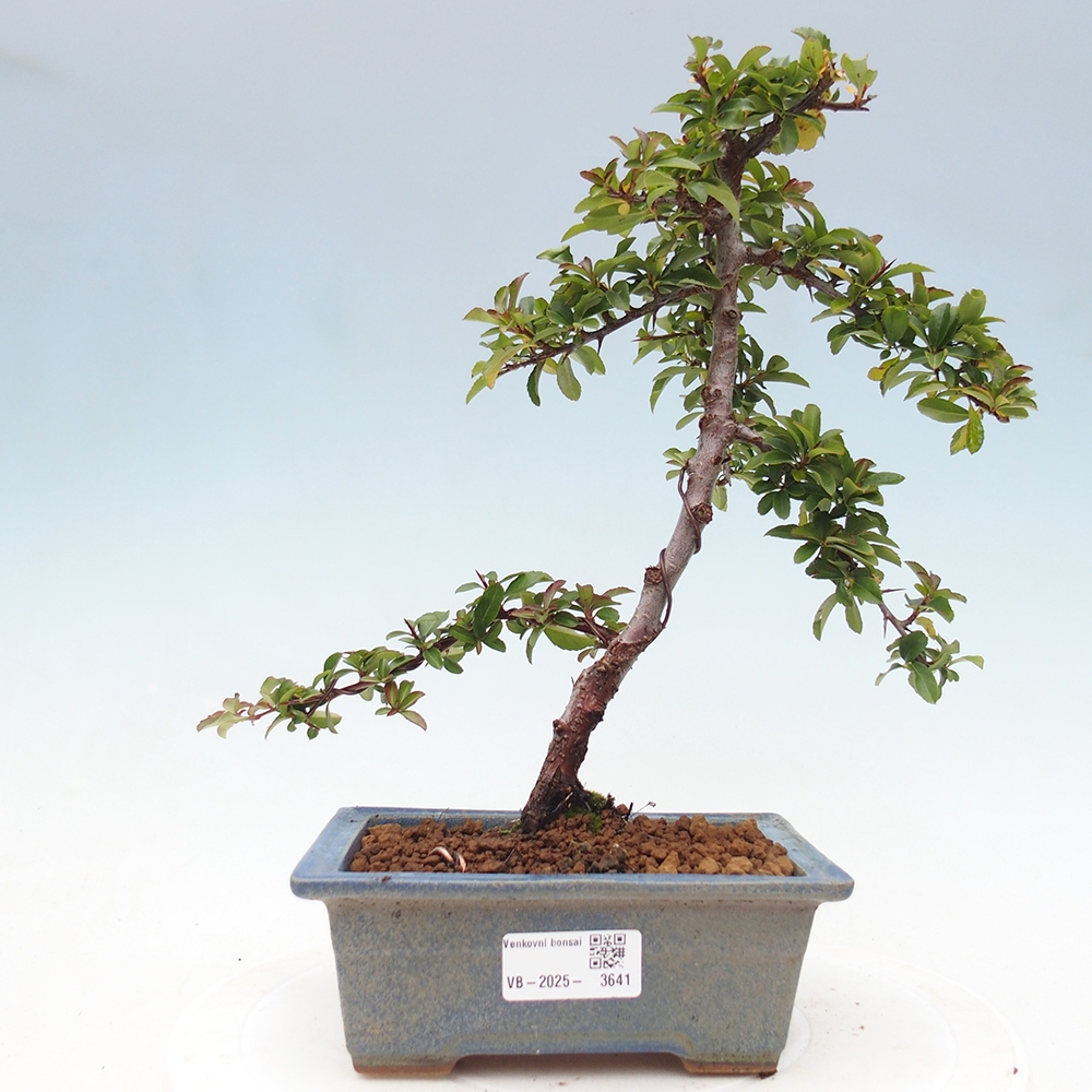 Vonkajšie bonsaje-Pyracantha Teton -Hlox