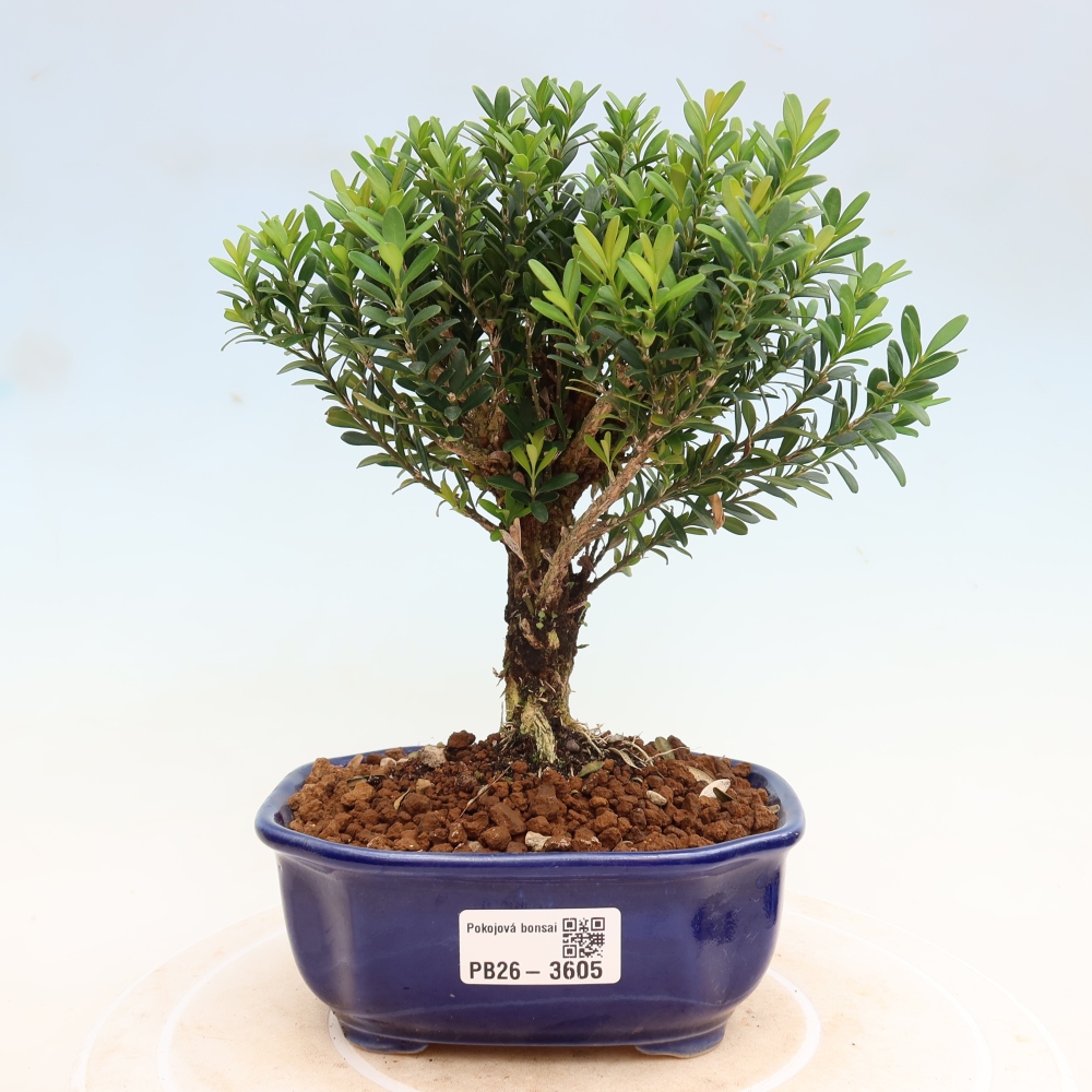 Izbové bonsaje - Buxus harlandii - korkový buxus