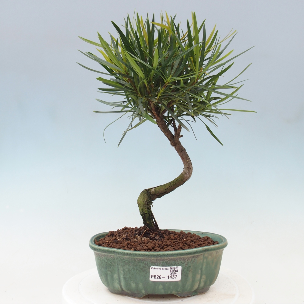Izbové bonsaje - Podocarpus - Kamenný tis
