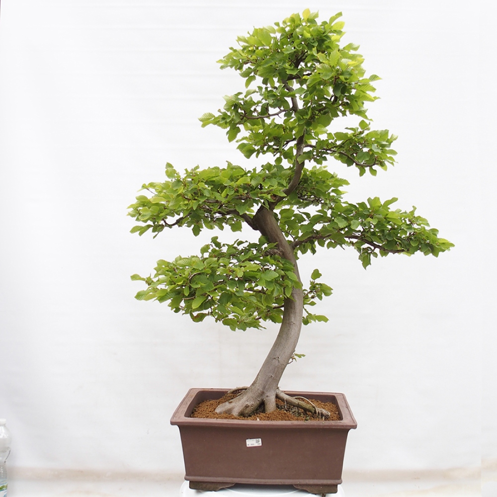 Vonkajší bonsai - Hrab obyčajný - Carpinus betulus
