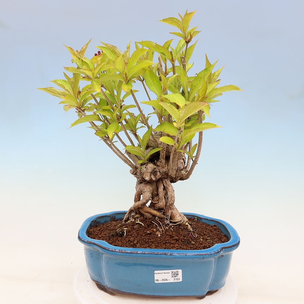 Vonkajší bonsai – Weigela subsessilis – vajgélia kórejská