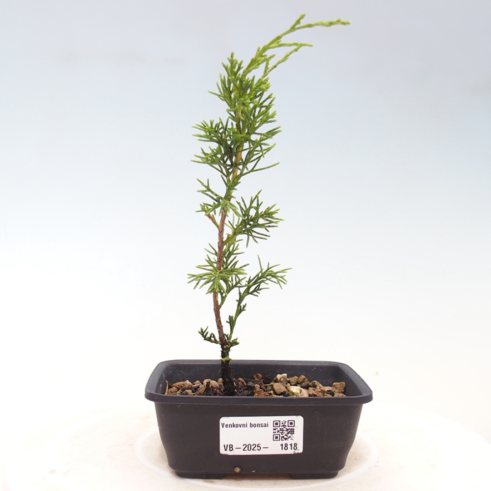 Vonkajší bonsai - Juniperus chinensis Itoigawa -Jalovec čínsky