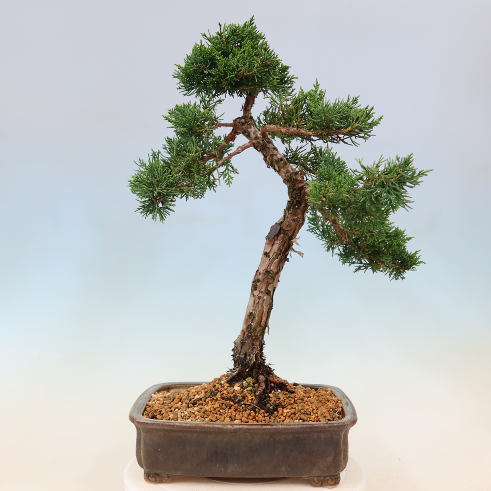 Vonkajší bonsaj - Juniperus chinensis Kishu