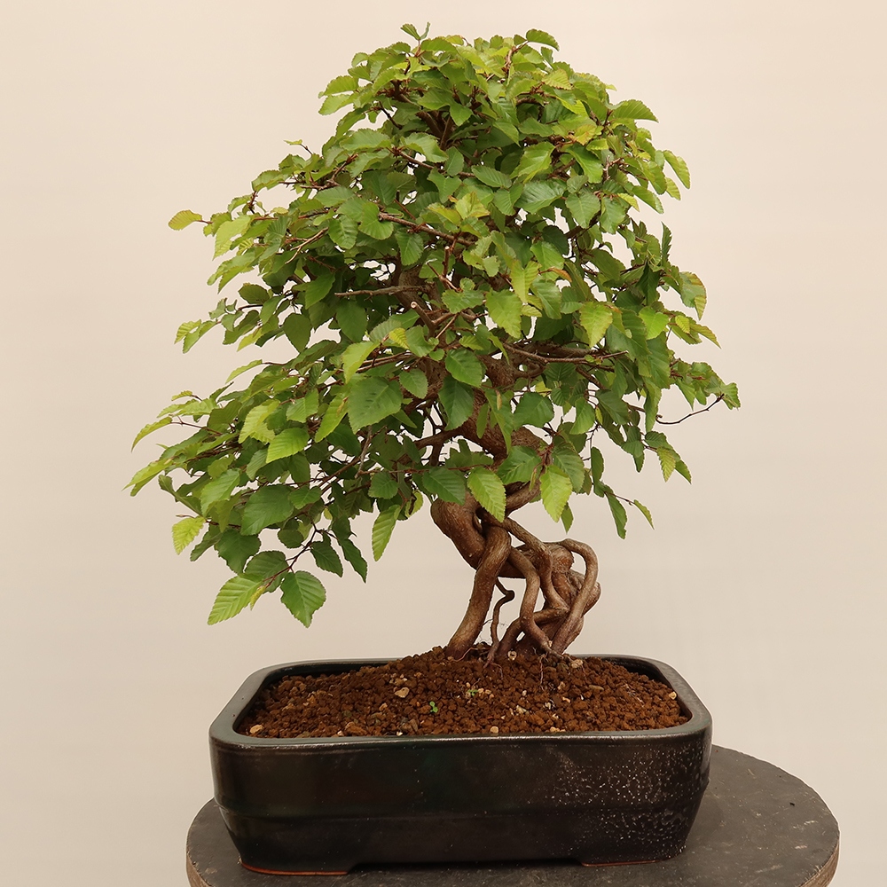 Vonkajší bonsai -Carpinus Coreana - Hrab kórejský