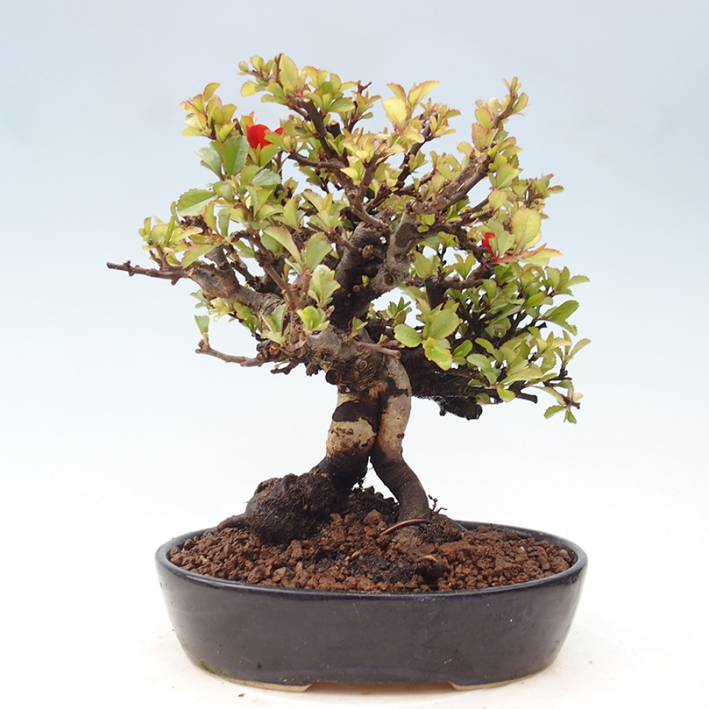 Vonkajšie bonsaje - Chaneomeles speciosa - Kdoule