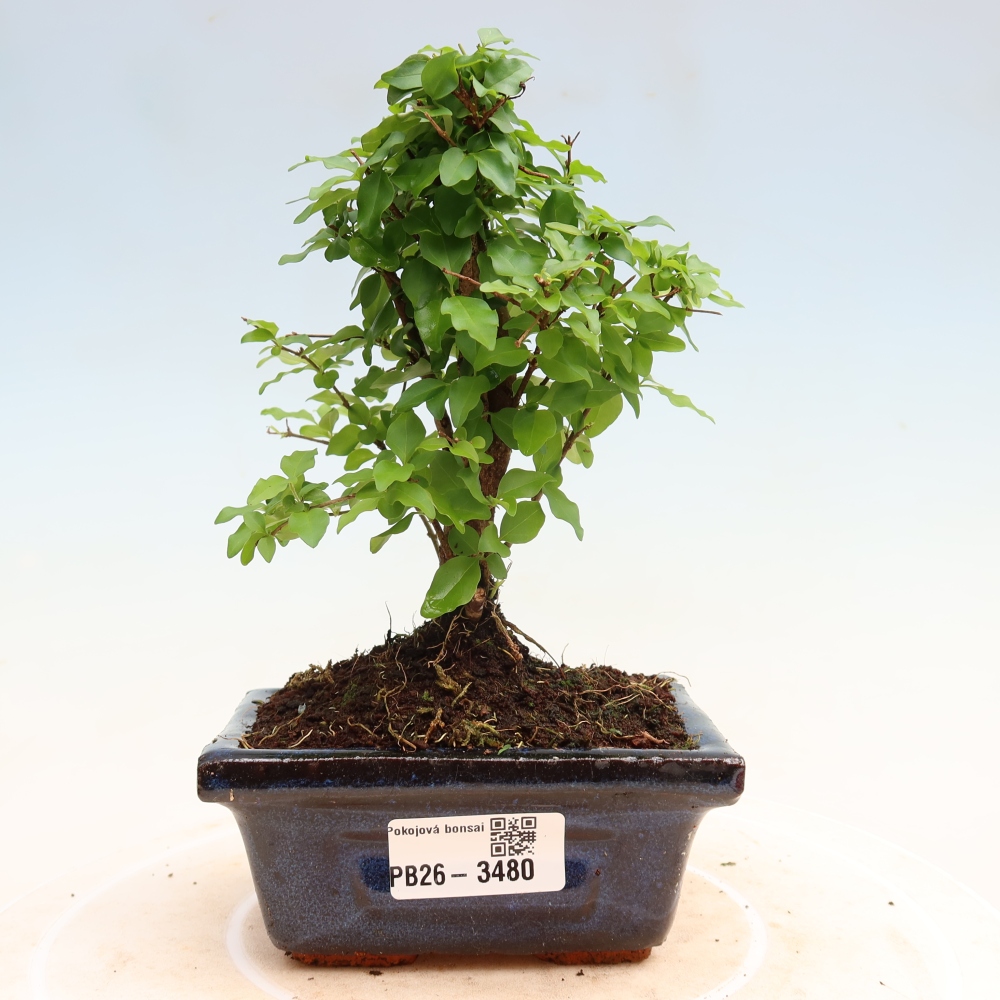 Izbový bonsaj -Ligustrum chinensis - Vtáčí zobák