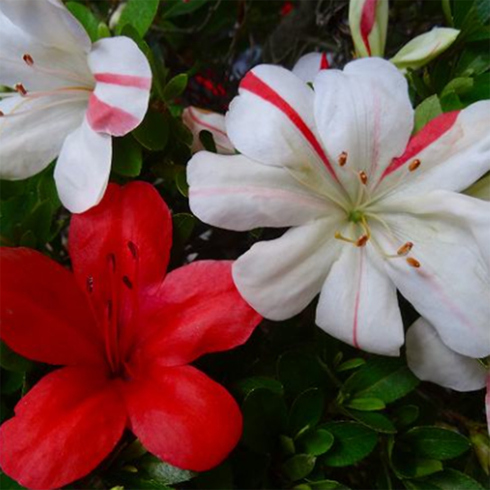 Vonkajší bonsaj - Japonská azalka - Azalka Nišikie