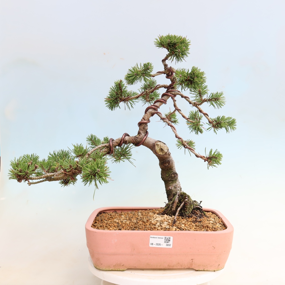 Vonkajšie bonsaje – Pinus mugo Humpy – borovica krivá