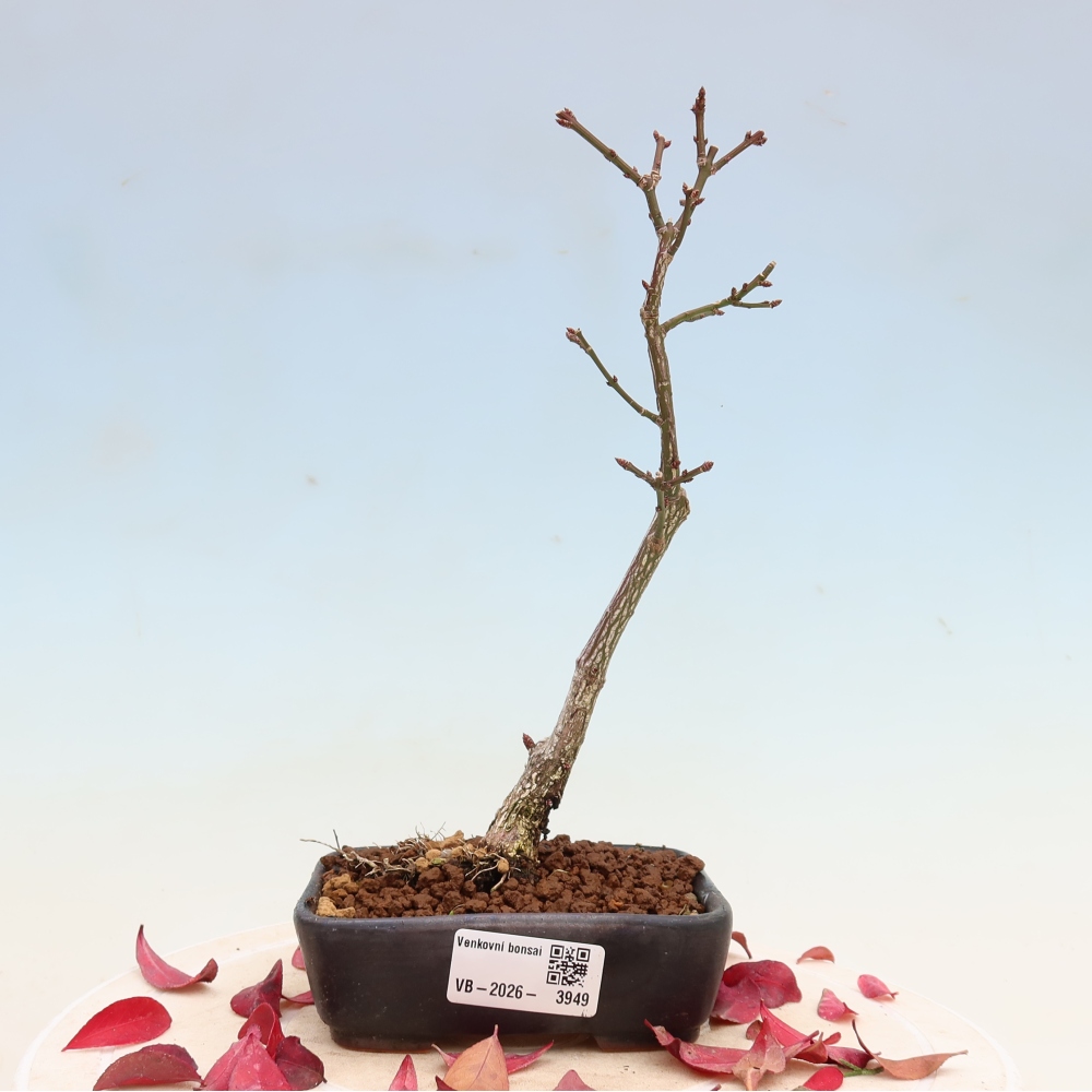 Vonkajší bonsai – Euonymus alatus comactus – krídlatý brslen