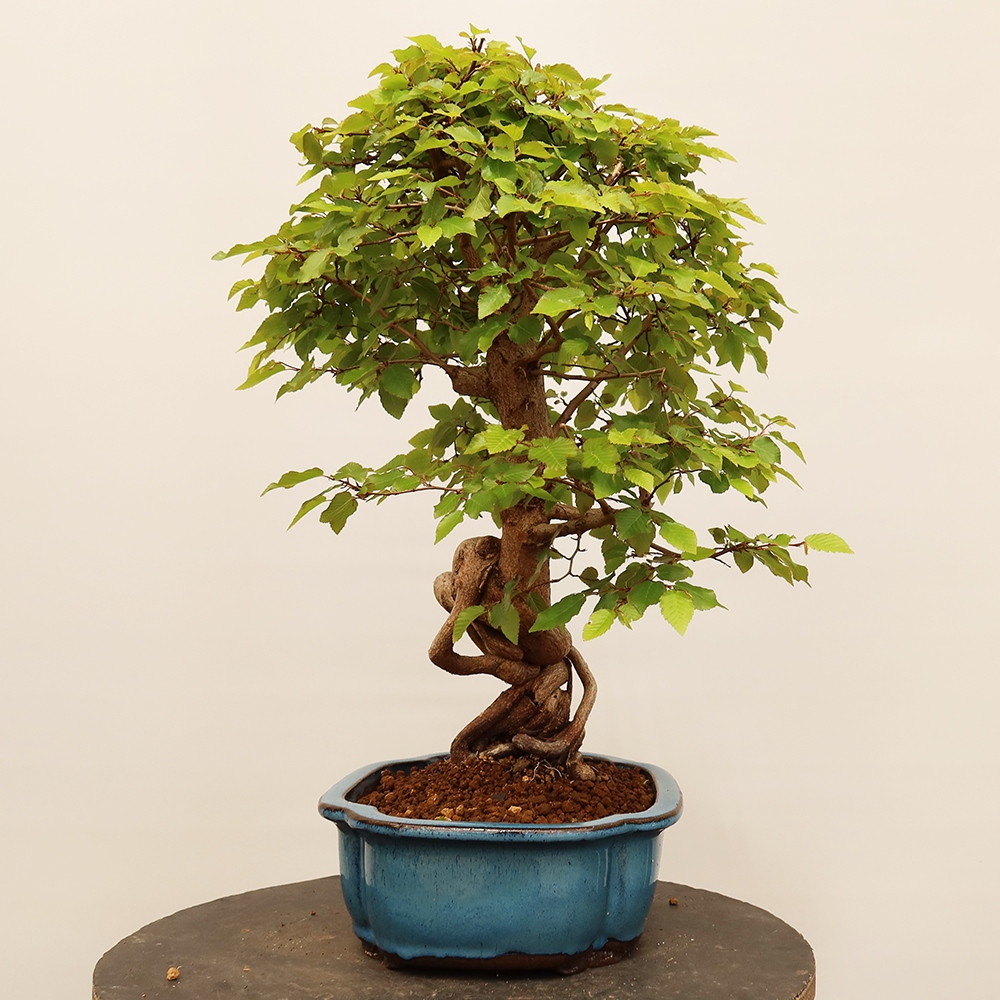 Vonkajší bonsai -Carpinus Coreana - Hrab kórejský