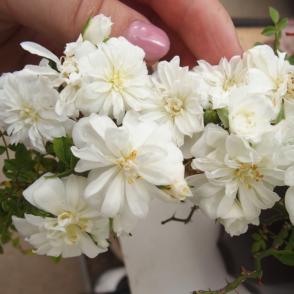 Vonkajší bonsai - Rosa Sea Foam - ruža