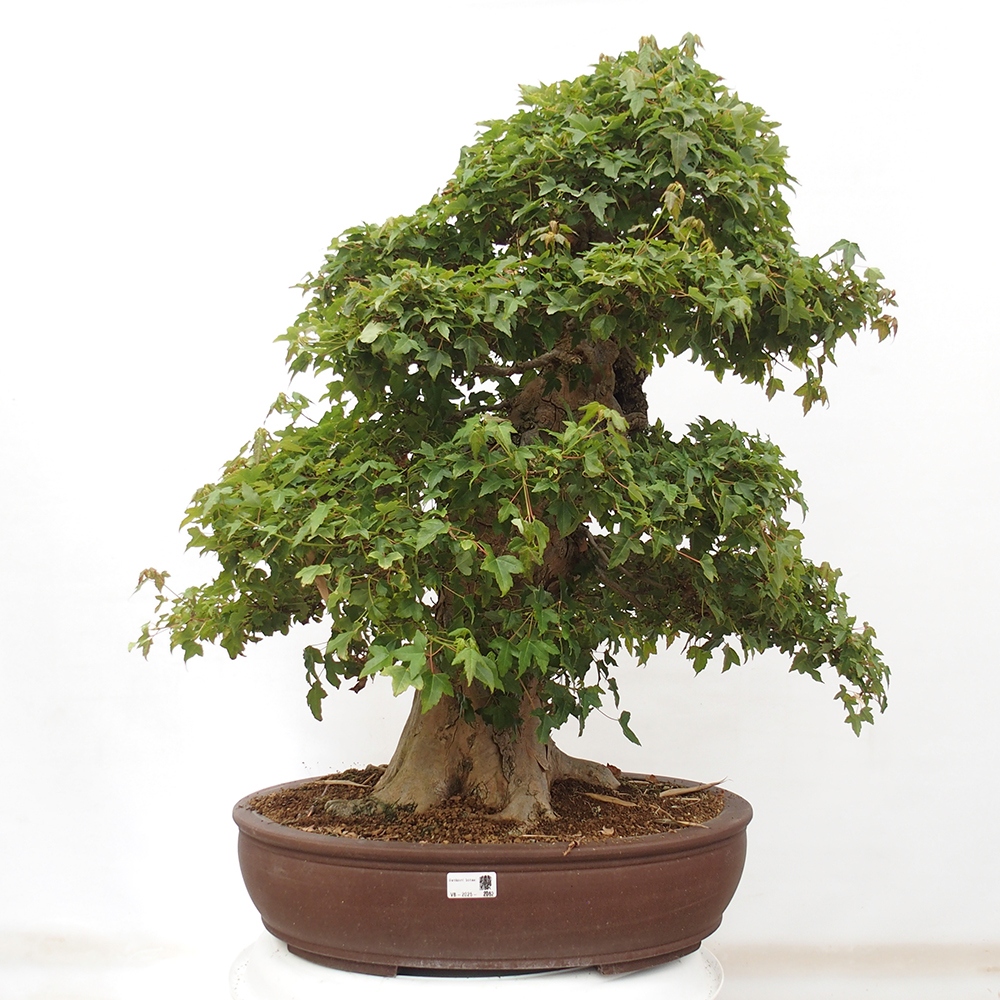 Vonkajšie bonsai - Javor Buergerianum - Javor Burgerův