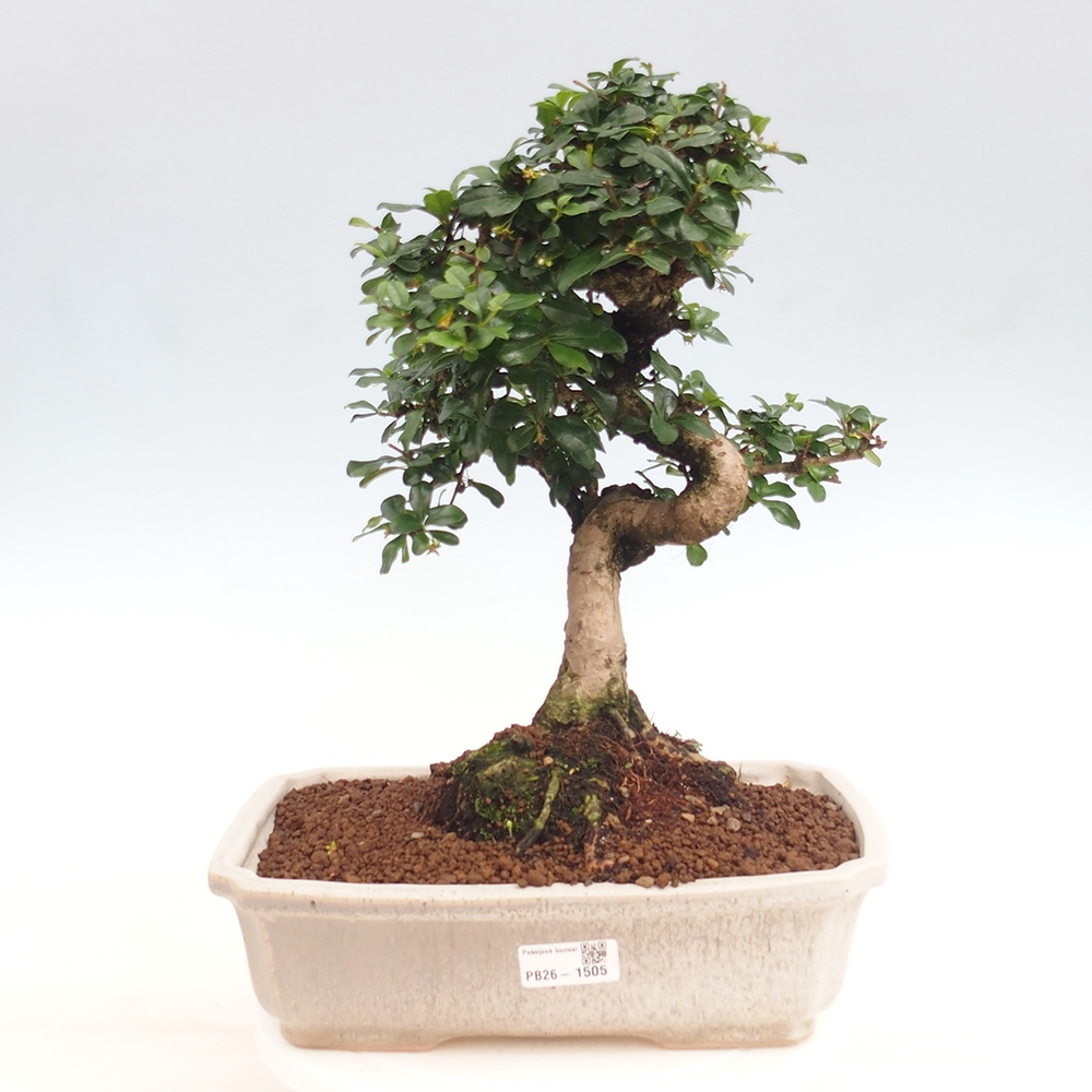 Izbové bonsaje - Carmona macrophylla - Tea fuki