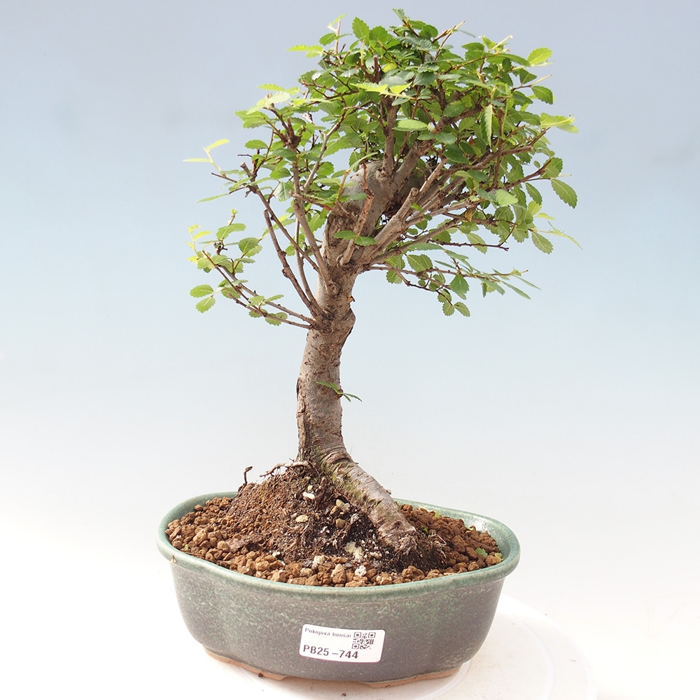 Izbová bonsai - Ulmus parvifolia - Malolistý brest