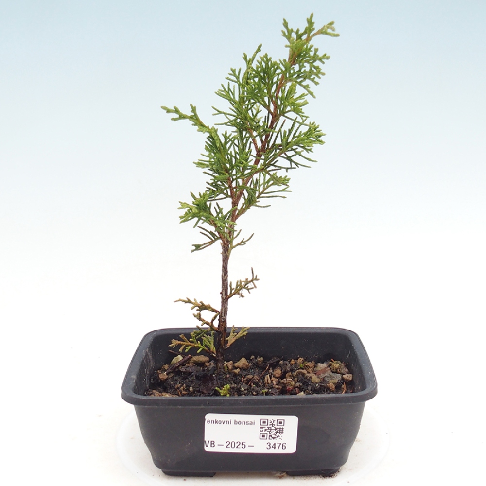 Vonkajší bonsai - Juniperus chinensis Itoigawa -Jalovec čínsky