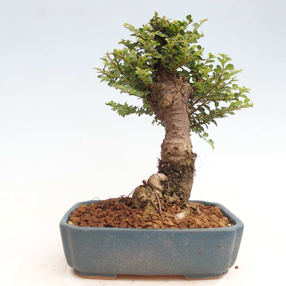 Vonkajší bonsai - Ulmus parvifolia Hokkaido - brest Činski